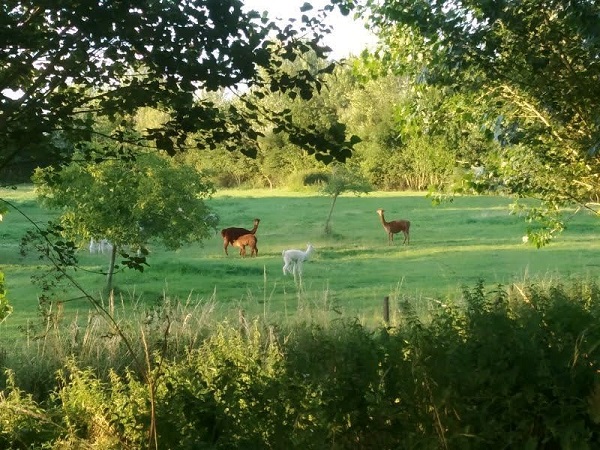 Alpacas